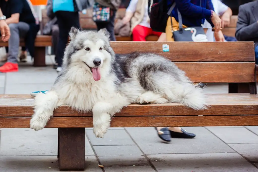 husky hond
