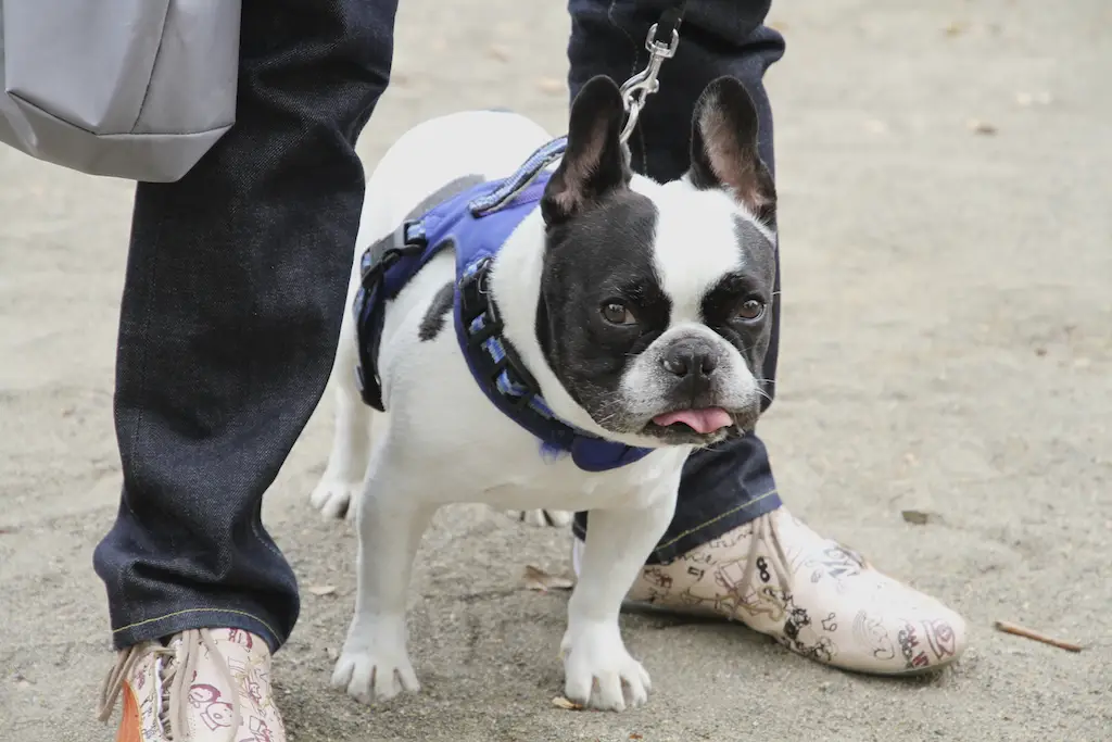 honden diefstal