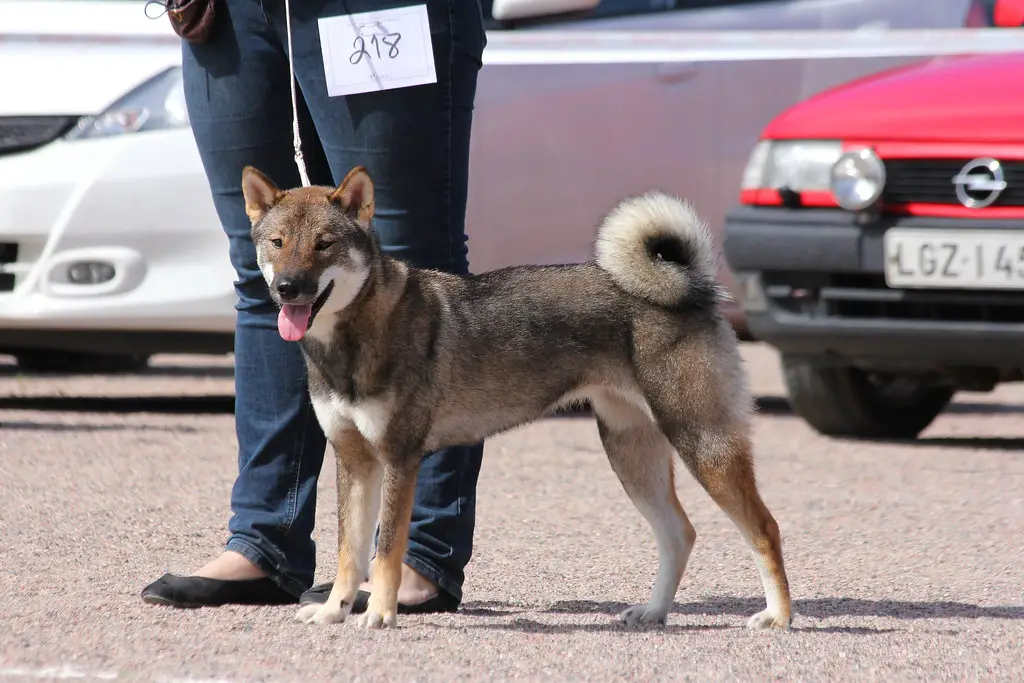 Japanse grote honden
