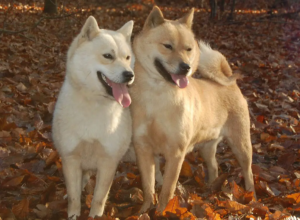 Japanse hond
