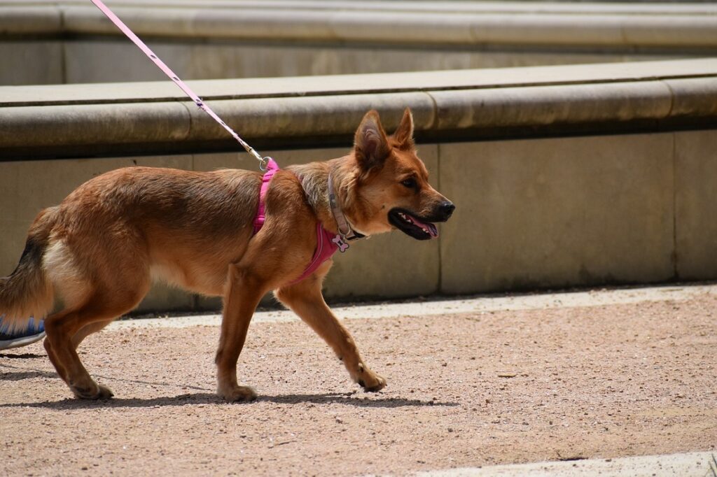 houd de hond koel door niet in de zon te gaan