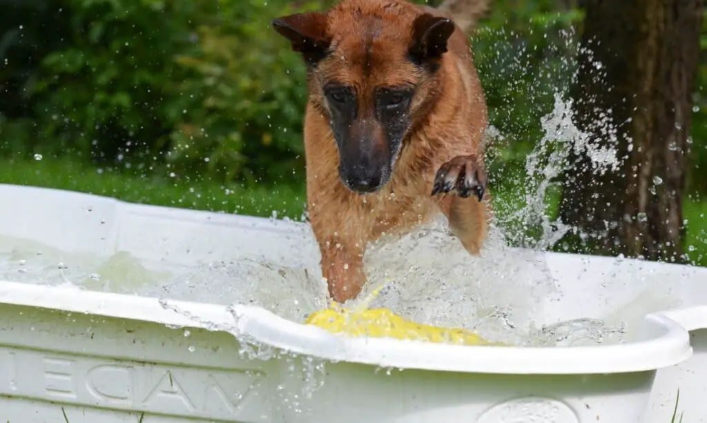 houd je hond koel