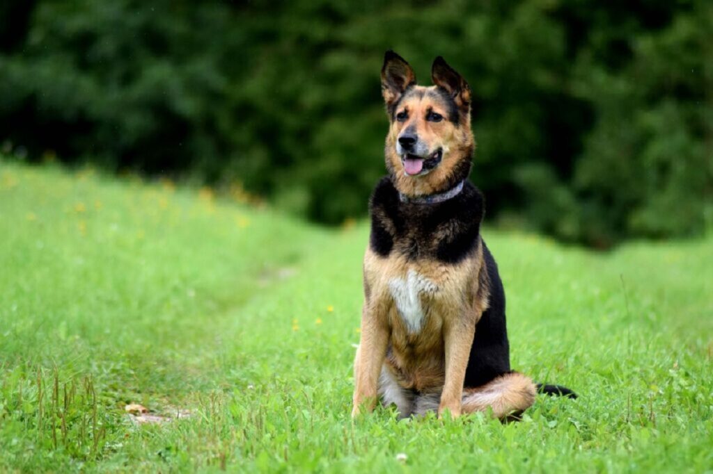 hond in de tuin houden
