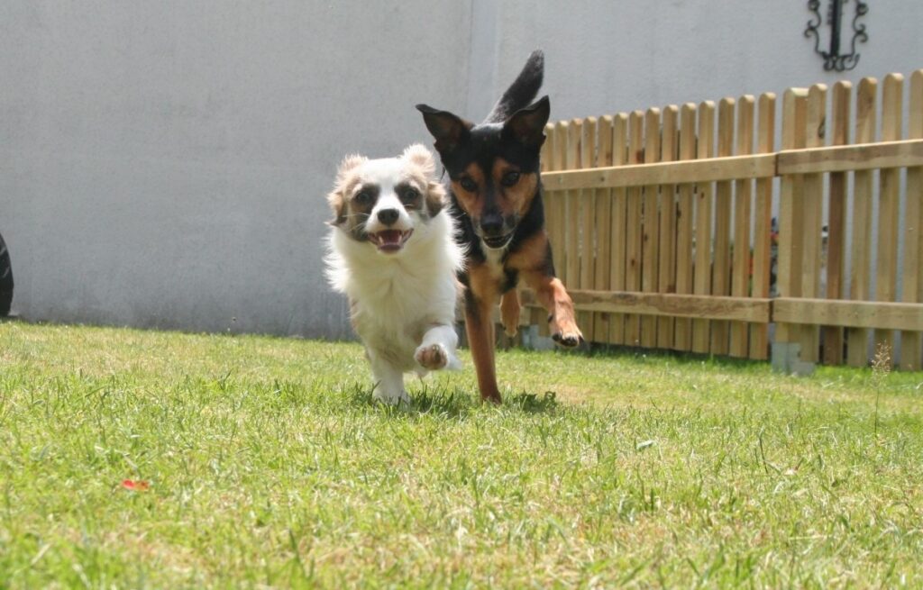 hoe hond in de tuin te houden
