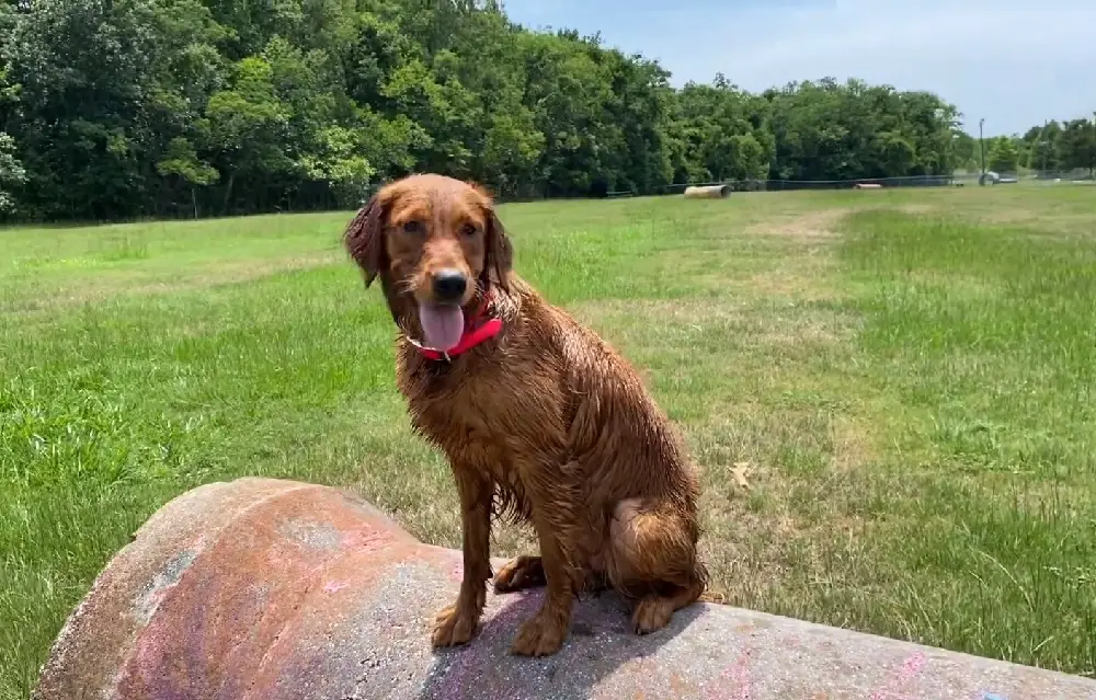 soorten golden retrievers
