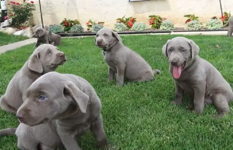 zilveren labrador