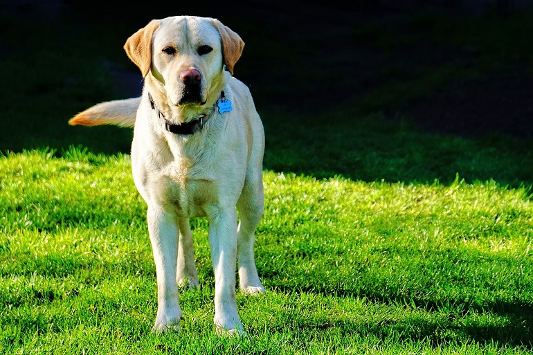 kosten van een labrador
