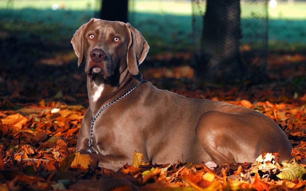 kortharige honden van grote rassen
