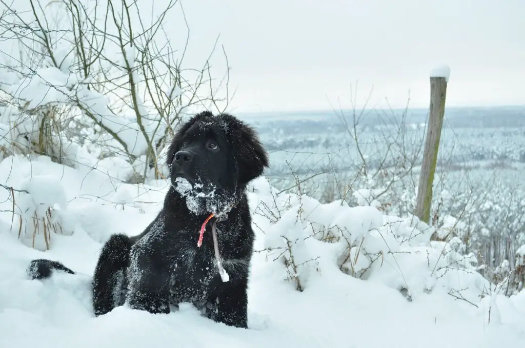 grote honden die niet blaffen