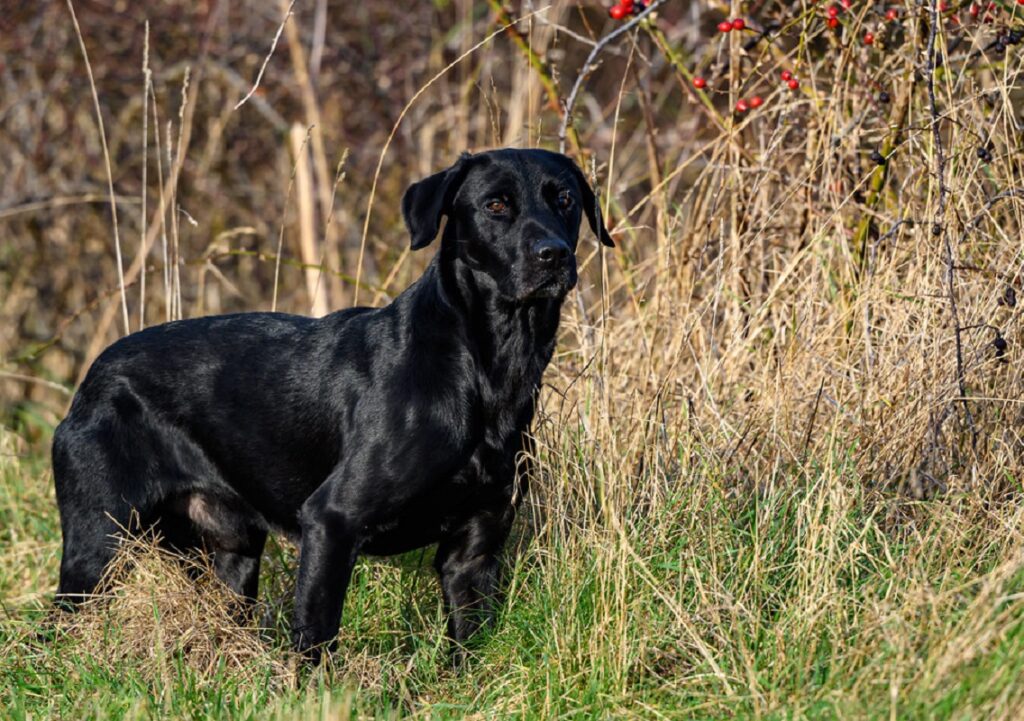 grote jachthondenrassen
