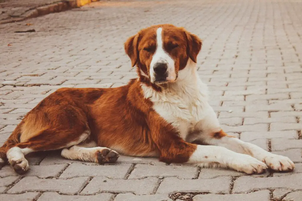 grote italiaanse honden