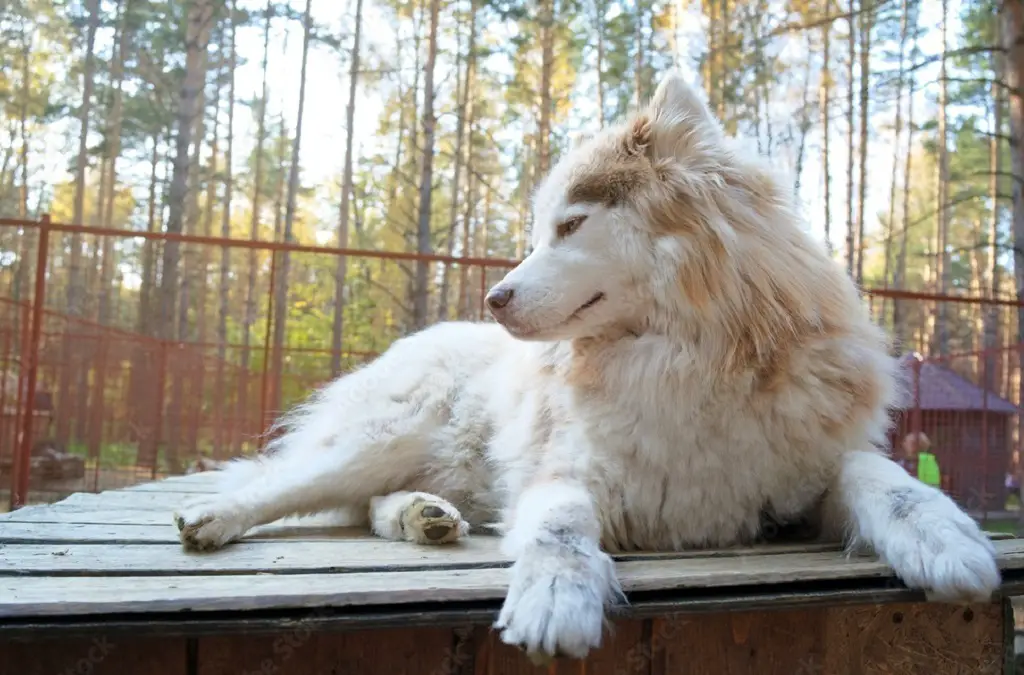 grote witte husky