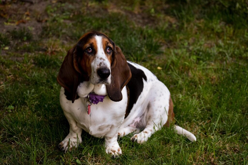 luie middelgrote honden
