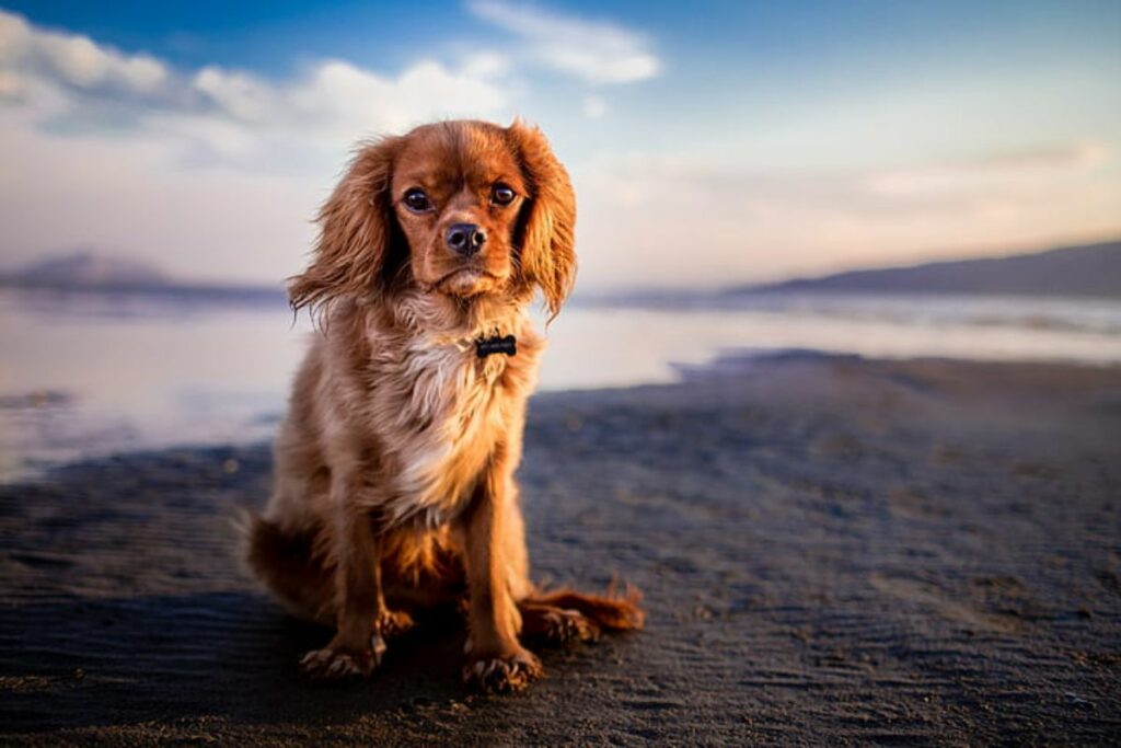 lichtbruine honden
