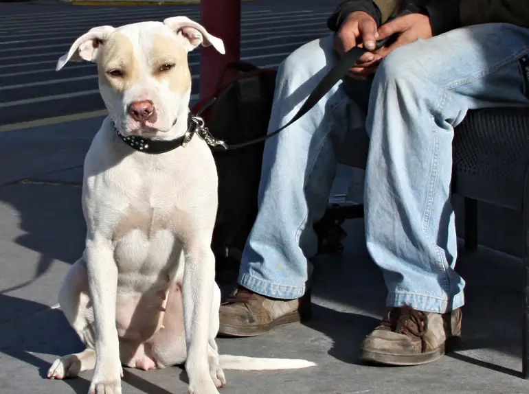 Gegevens over hondenontvoeringen door de American Kennel Club