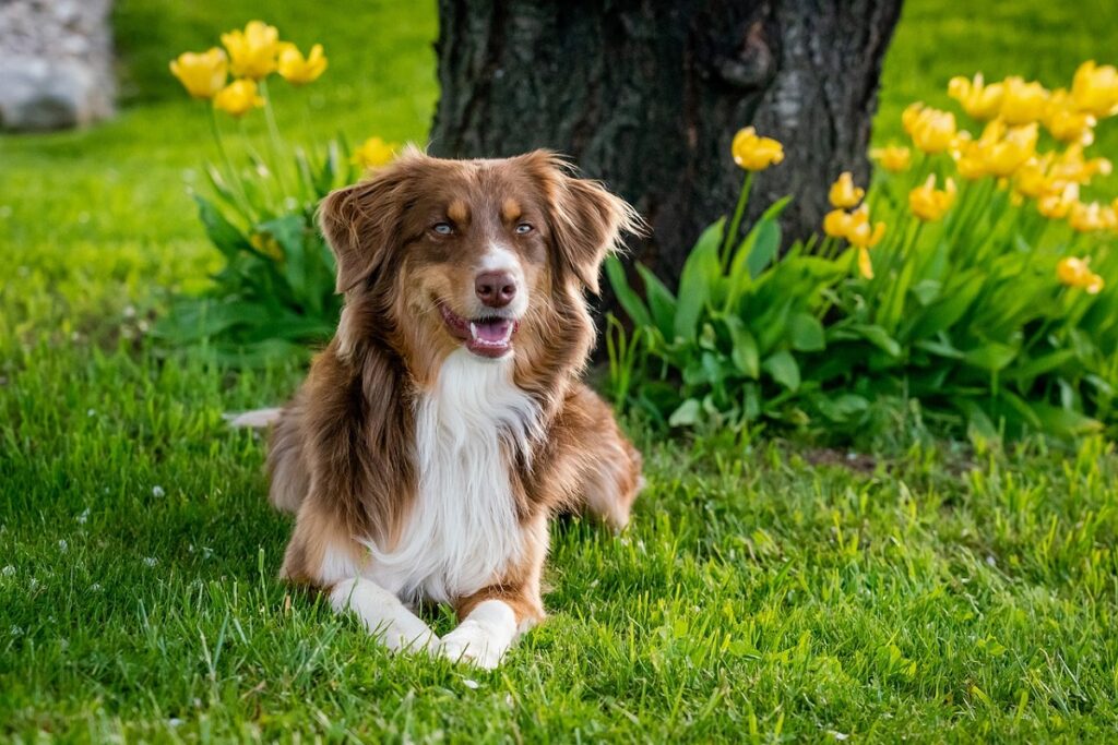 langharige bruine hond
