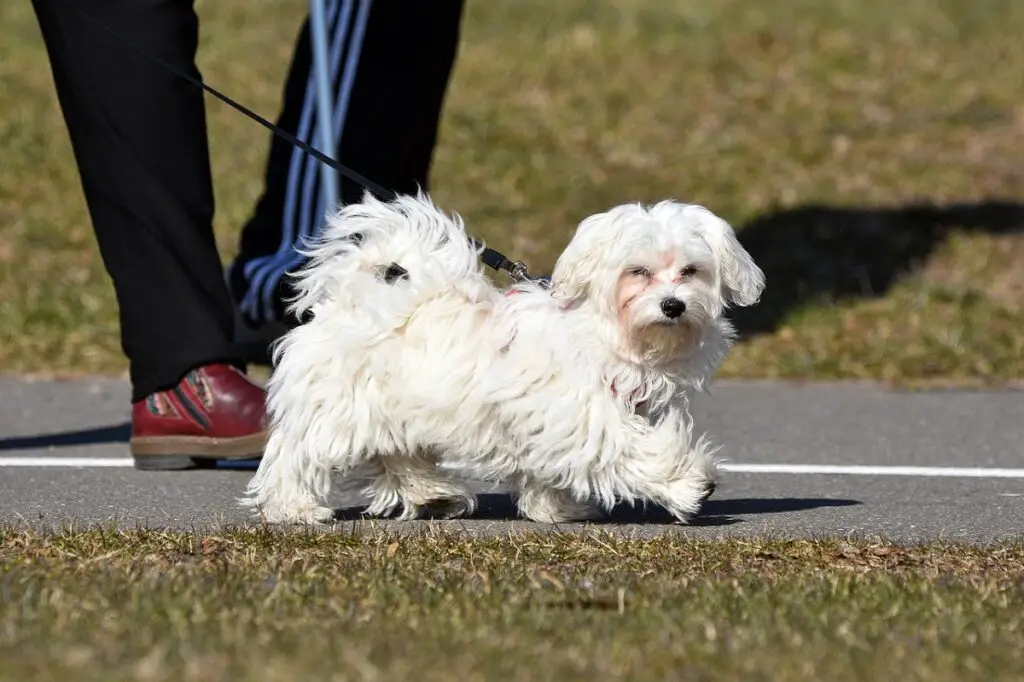 langharige honden
