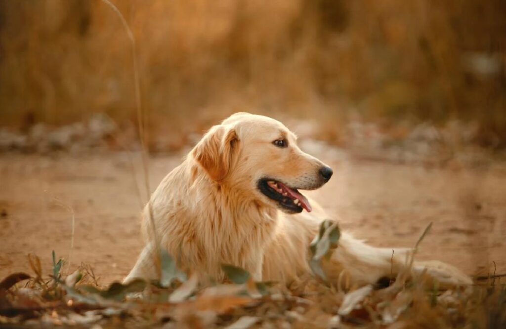 langharige golden retriever
