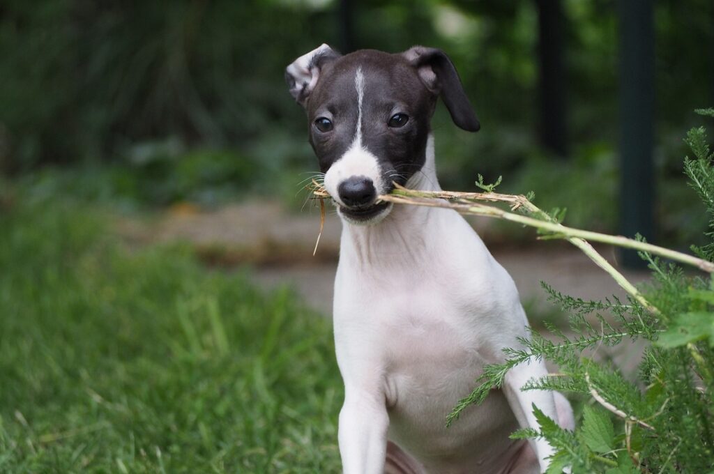 hond met lage inspanning
