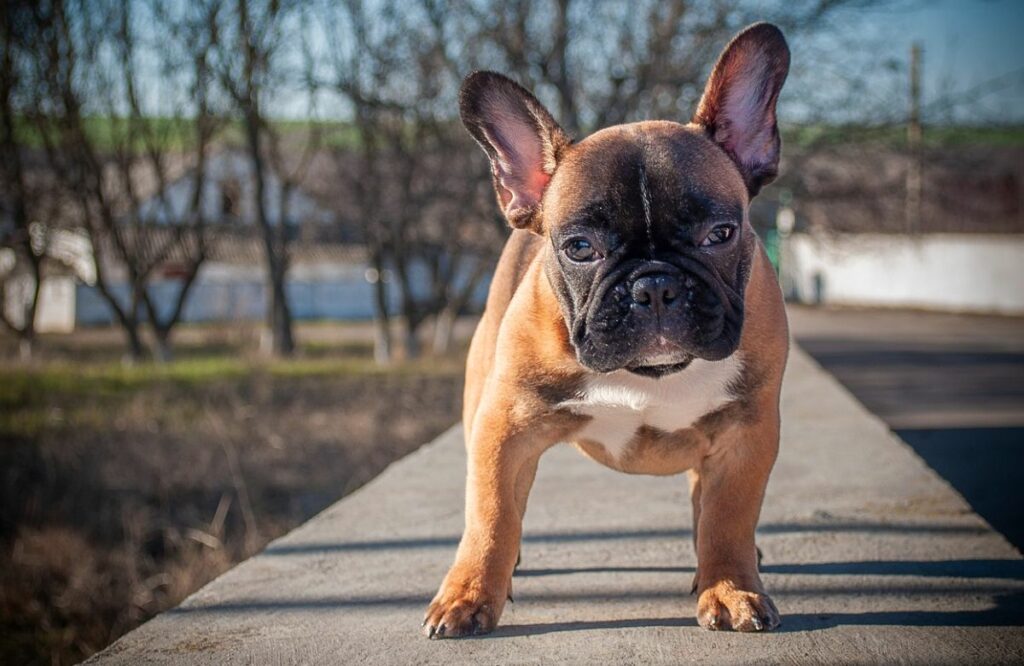 honden met het laagste onderhoud
