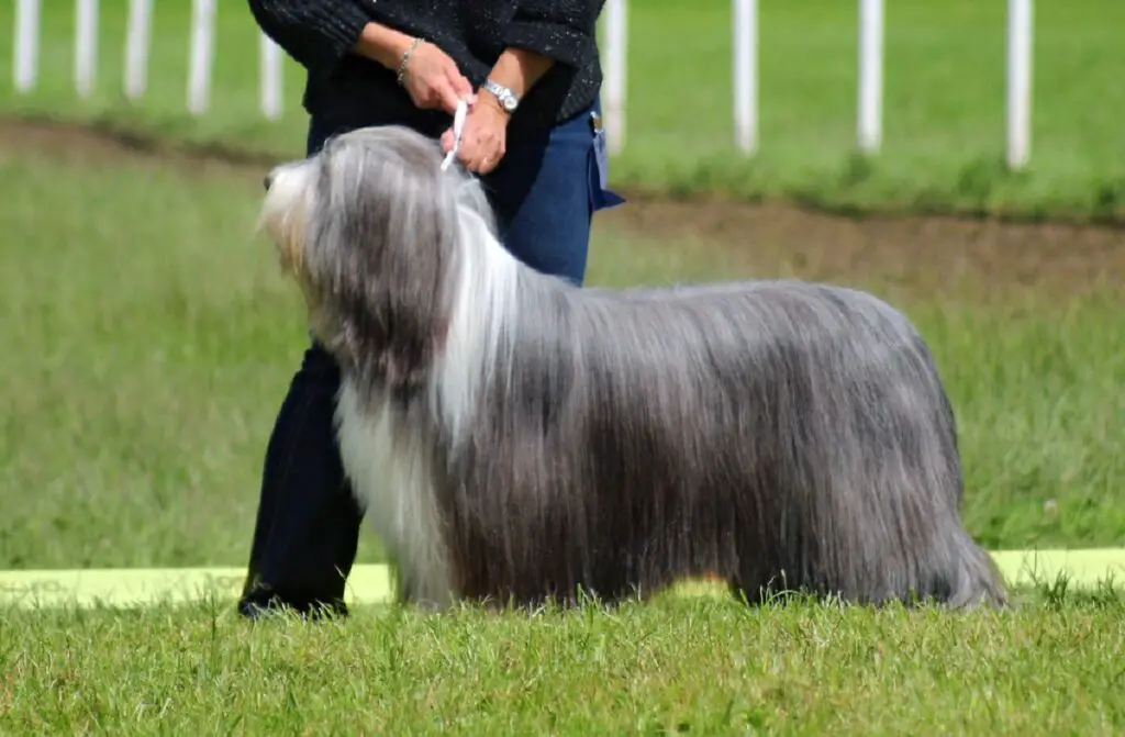 middelgrote honden
