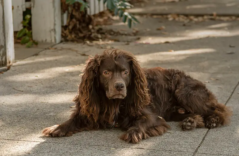 middelgrote familiehonden
