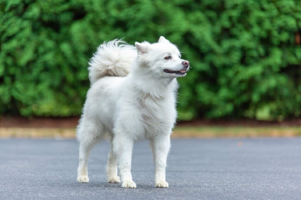 middelgrote witte honden
