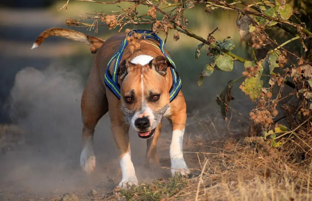 middelgrote honden
