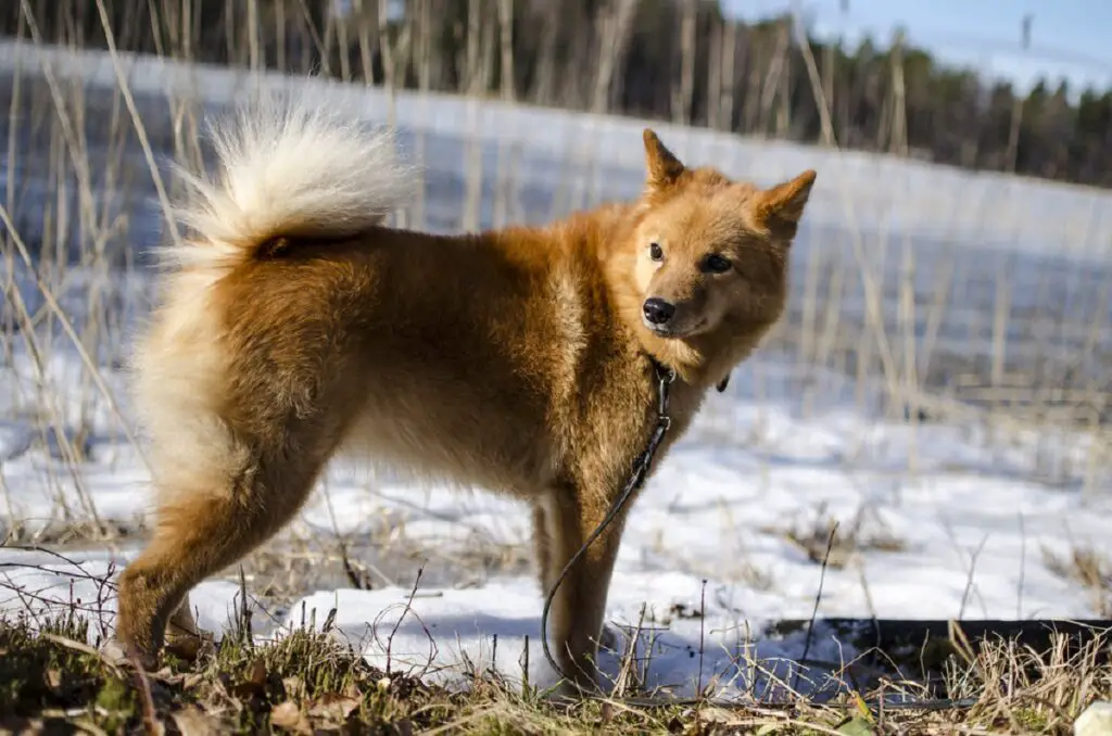 middelgrote honden
