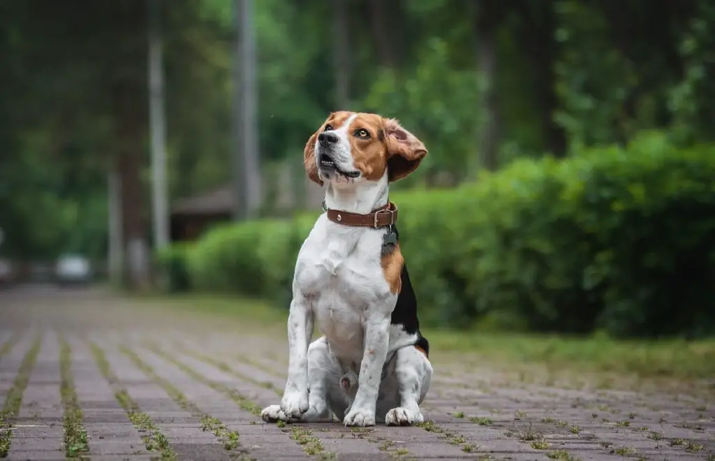 meest vriendelijke honden
