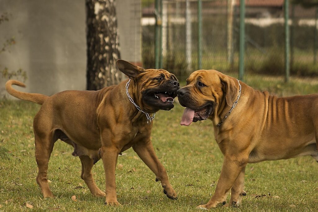 meest vreedzame honden
