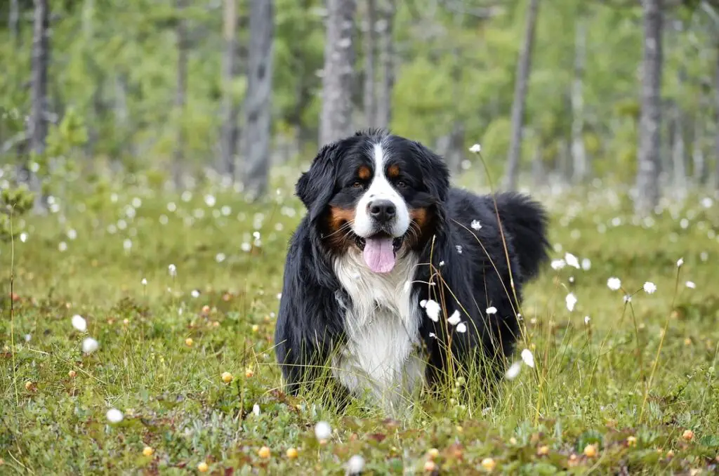 niet-blaffende honden
