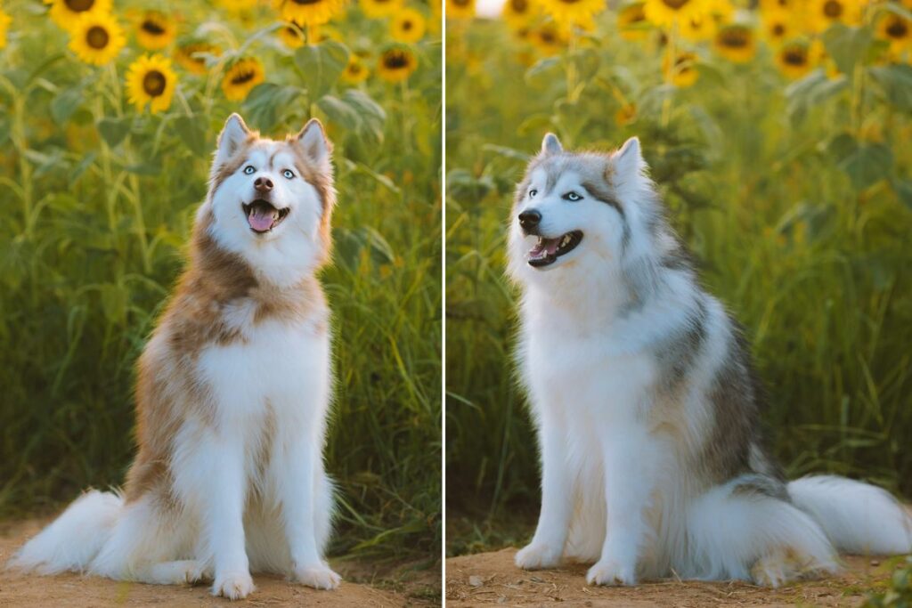 foto's van prachtige honden