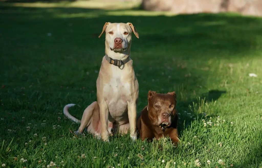 Levensverwachting van een pitbull
