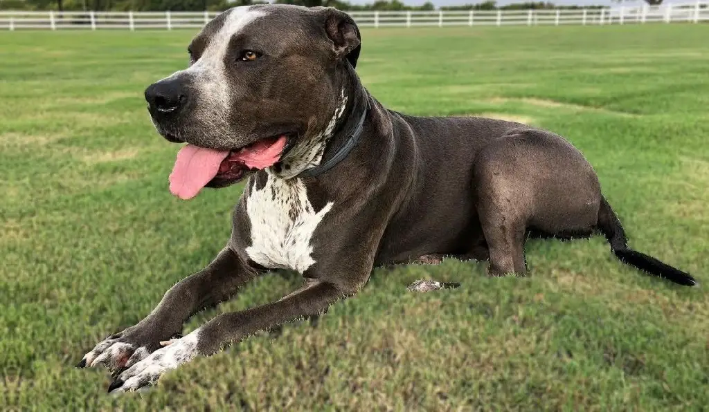 Pitbullterriër mix puppy
