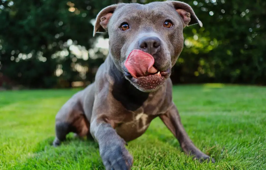 hoe lang leven pitbulls - de levensduur van een hond