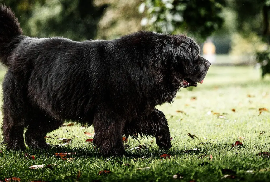 behoorlijk grote honden
