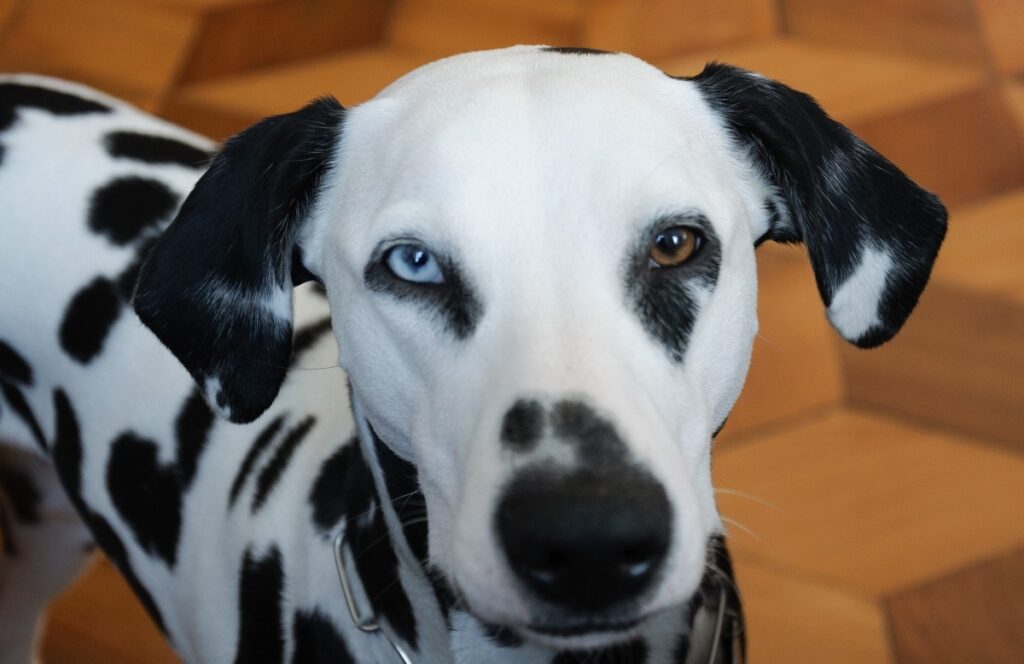 puppyhonden met blauwe ogen
