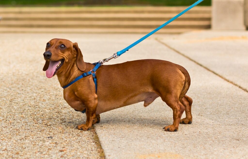 honden met rode jassen
