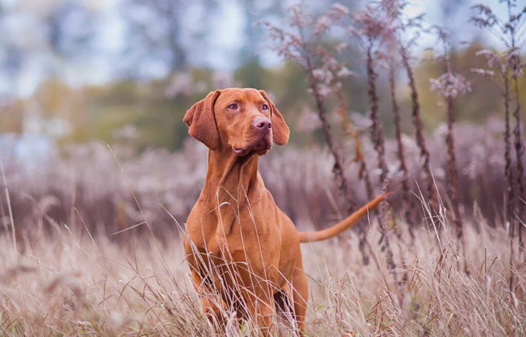 kleine rode honden
