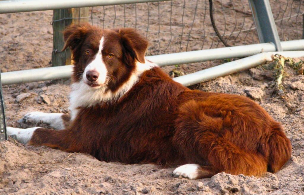 honden met rood haar
