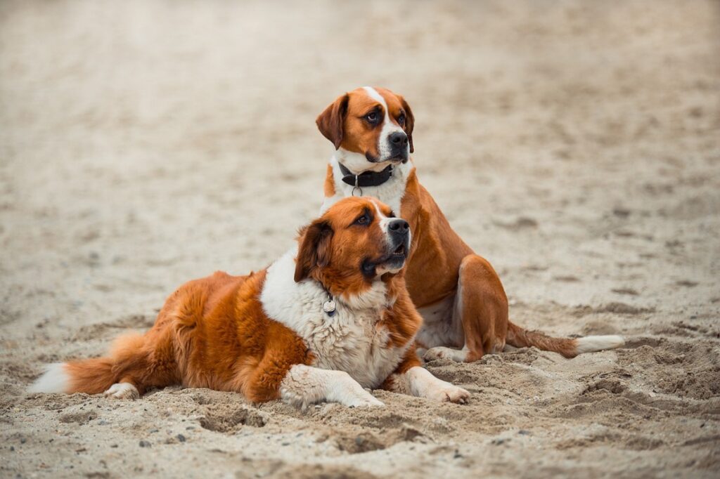 Sennenhund-achtige honden
