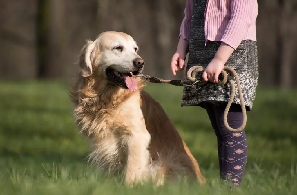 beste rassen voor geleidehonden