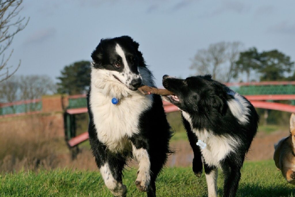 schapen horende honden
