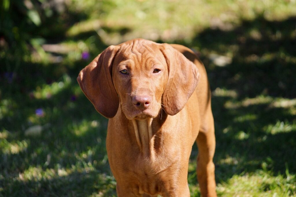 kort haar hondje
