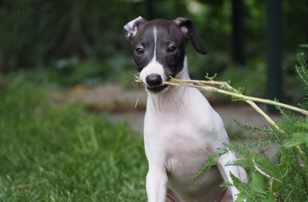 kortharige familiehonden
