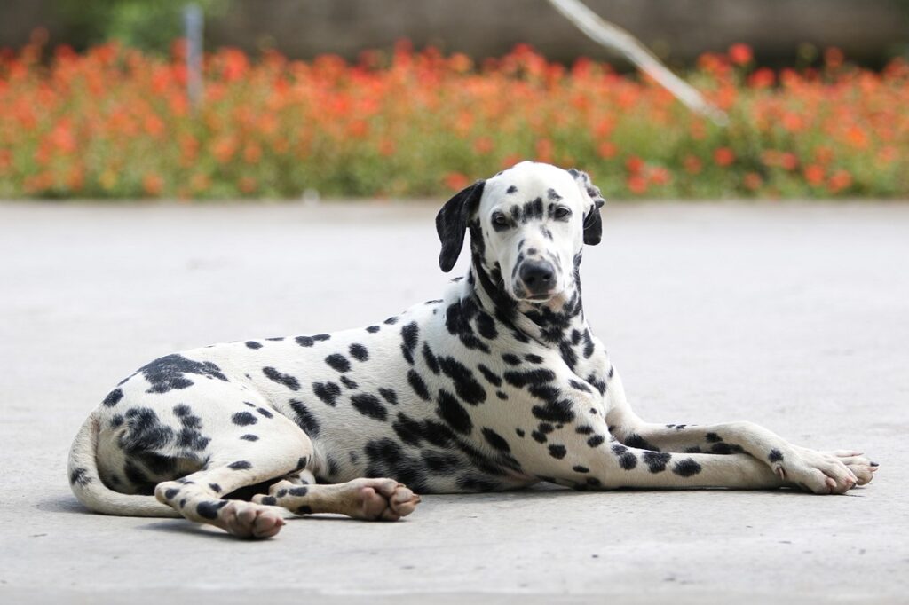 kortharige middelgrote honden
