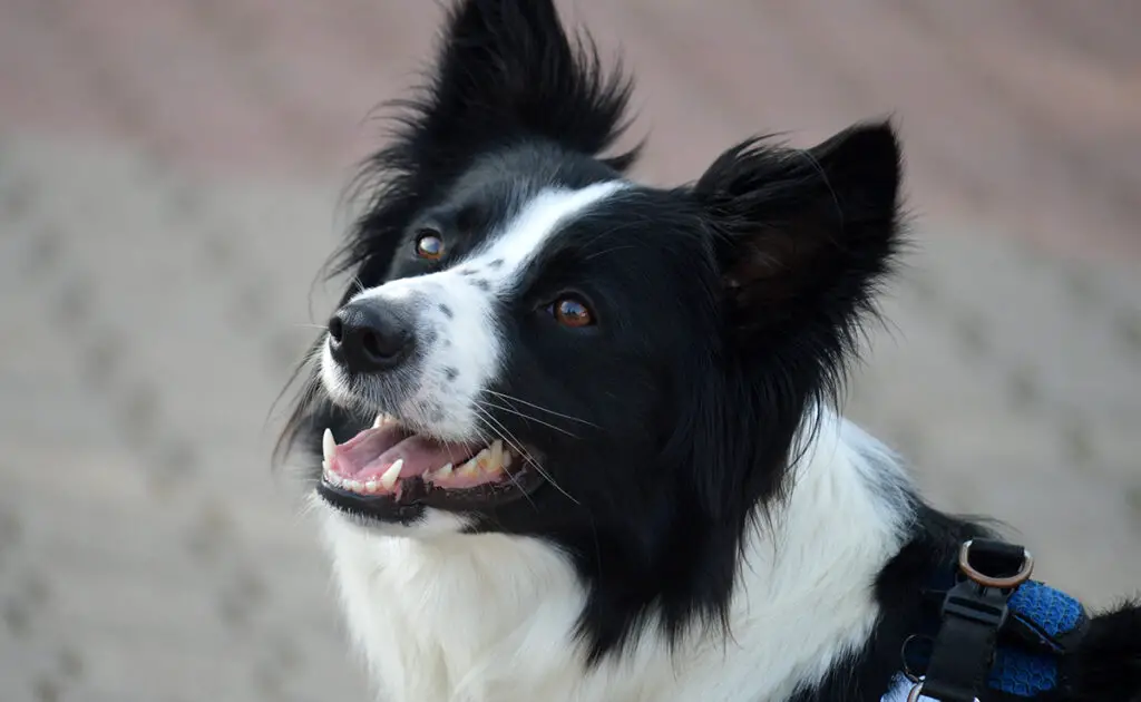 si chien devait avoir un qi quel serait il 070111 1200 738