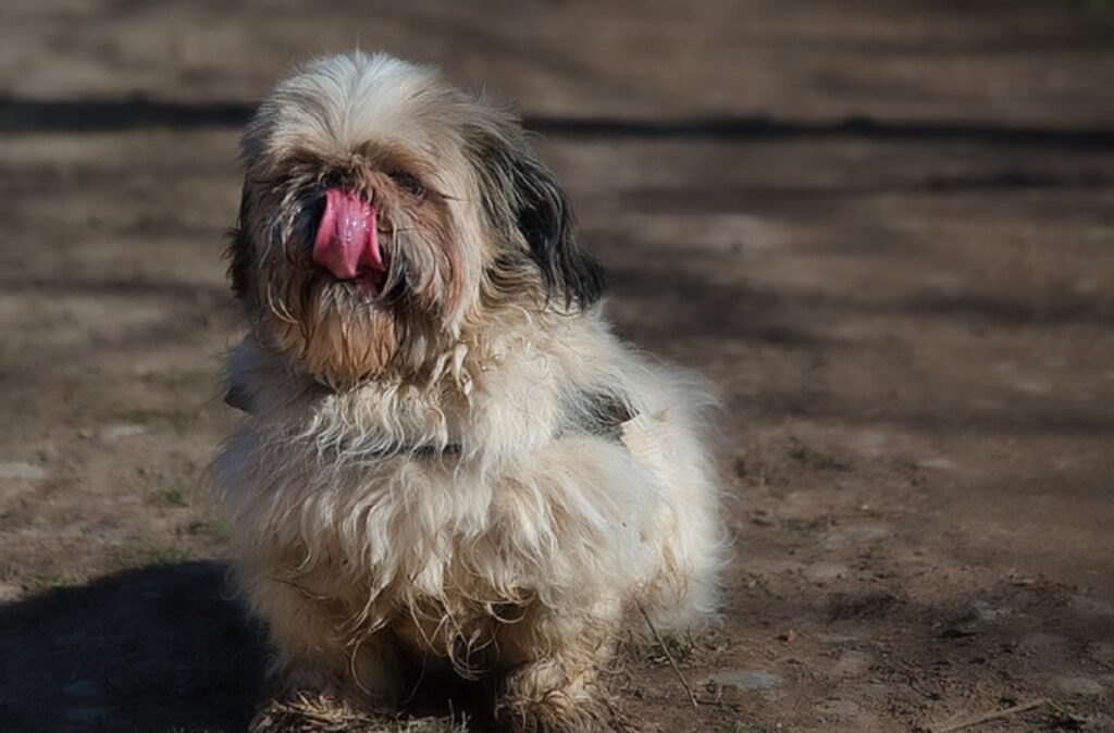 mengsels voor kleine honden
