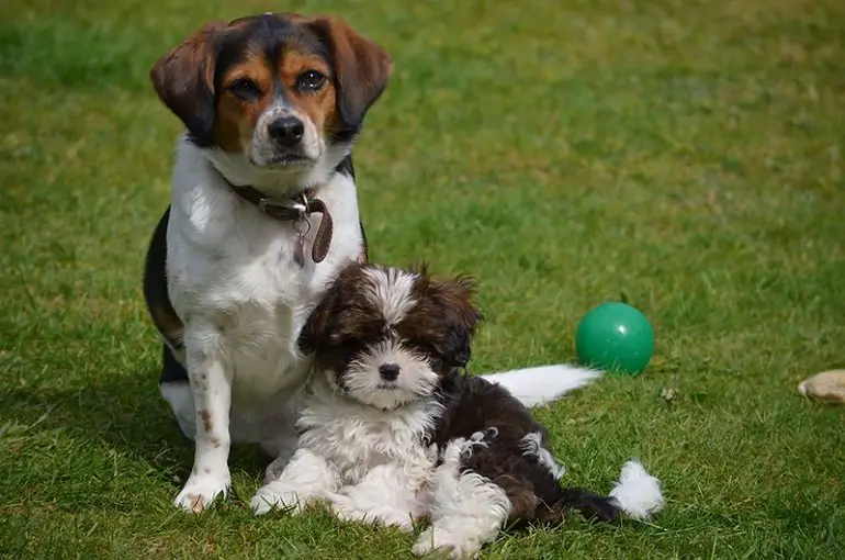 kleine dure honden